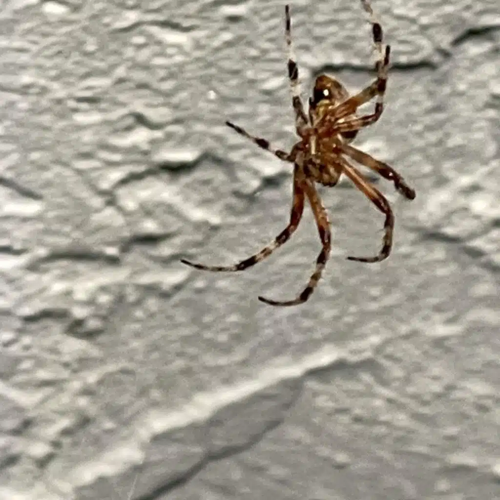 SpiderGotIn