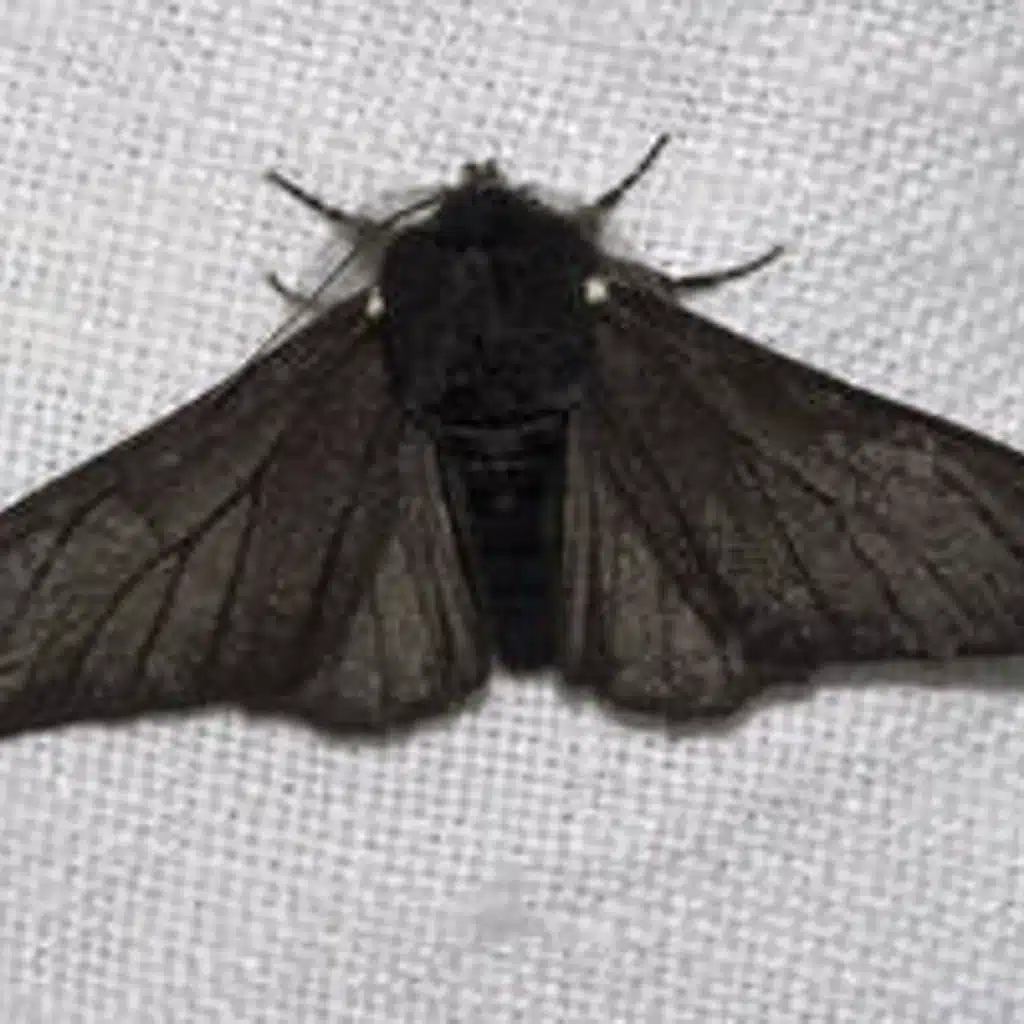 Dead Idea Valhalla 34. The Morelax