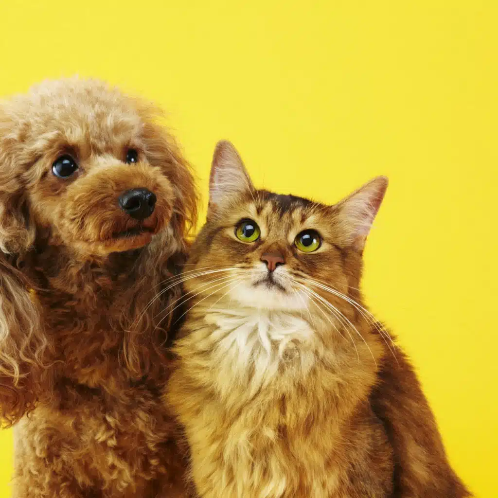 Joy Overload! The science of tickles and cuteness