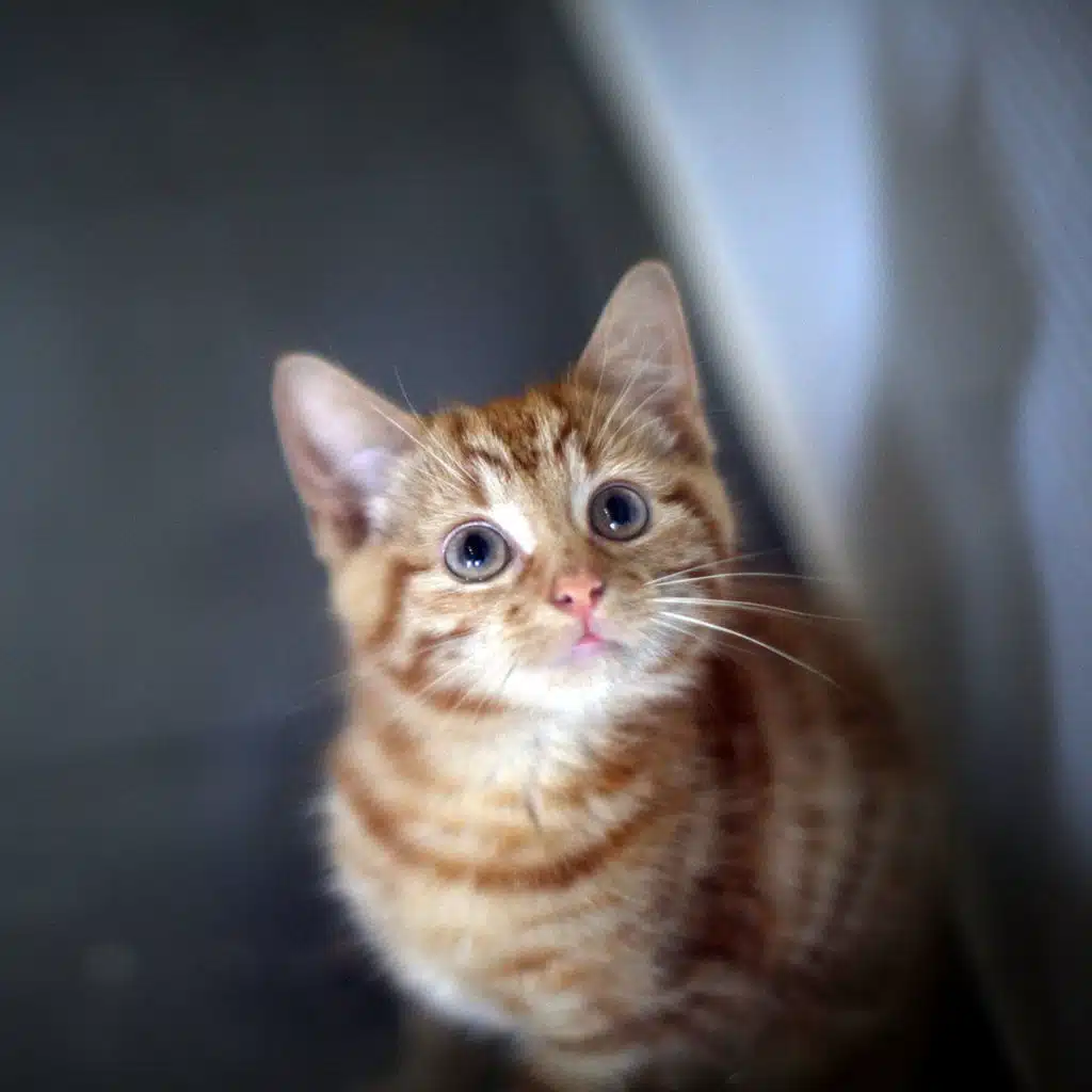 What makes cute things cute?