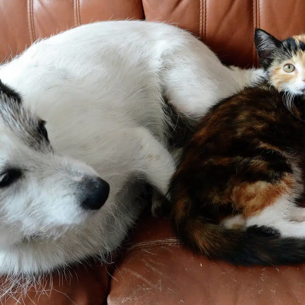 Barks, growls, meows and purrs: Translating cats and dogs