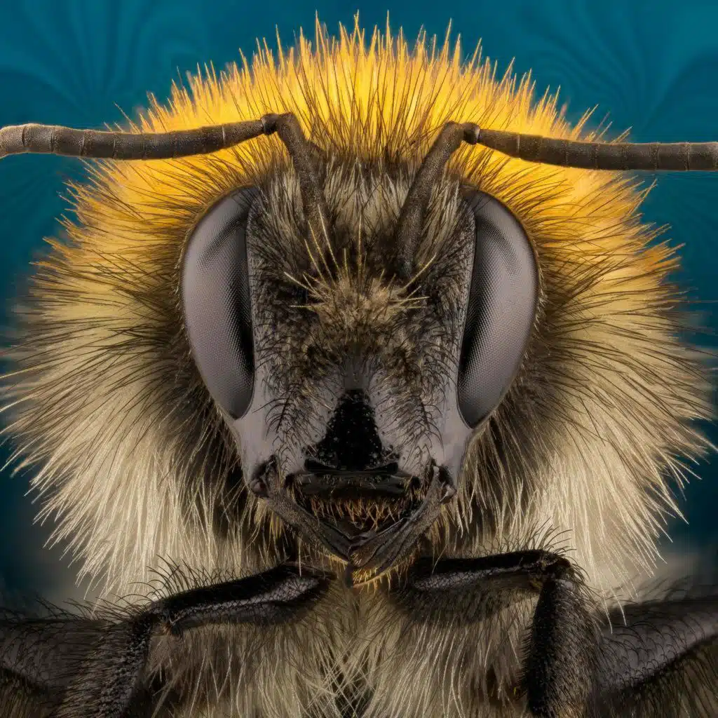 Hey Bumblebee
