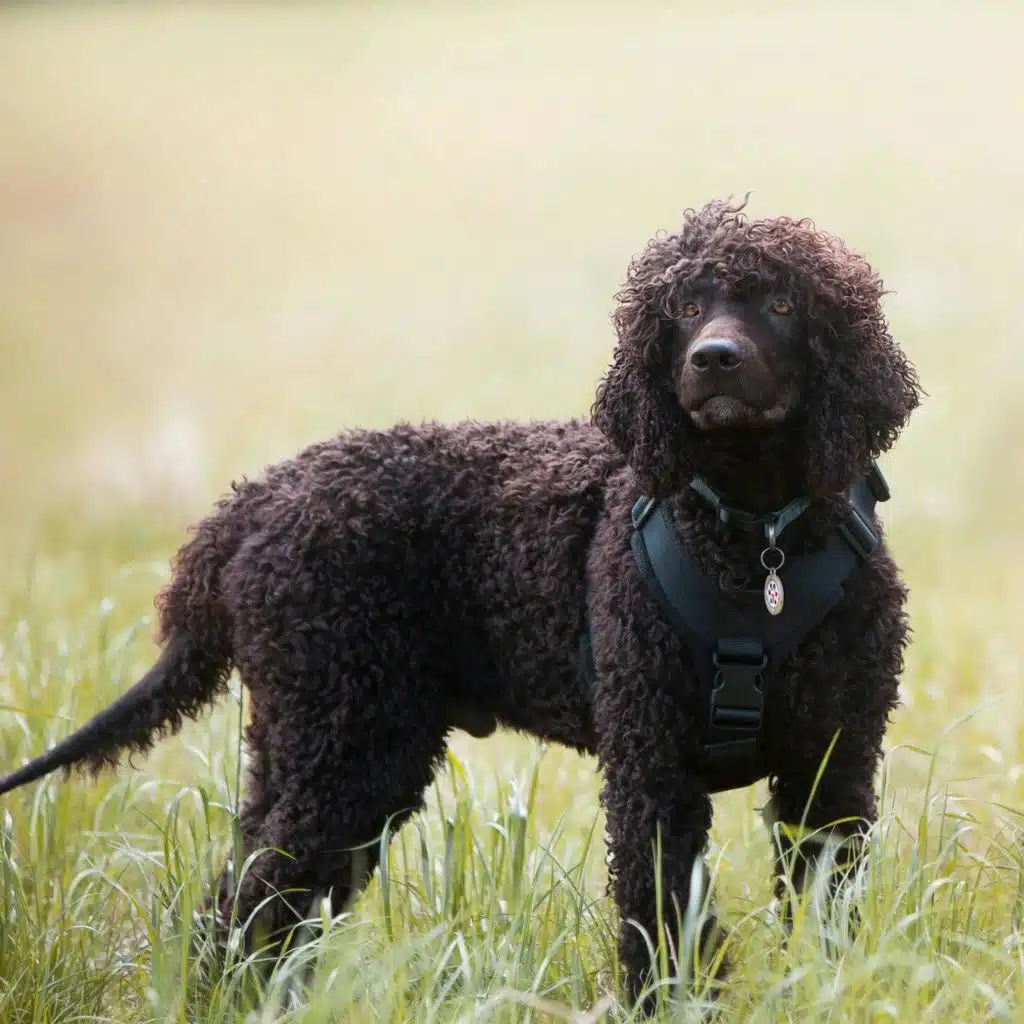 Irish Water Spaniel