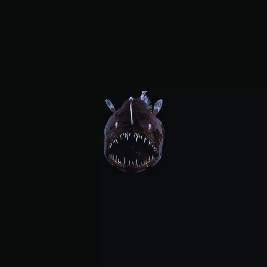 Anglerfish