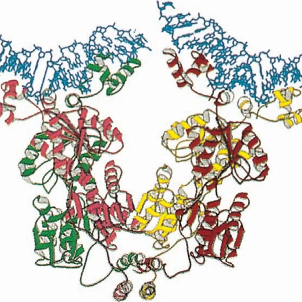 Operons: Fine Control of Bacterial Transcription (CMB part 5 )
