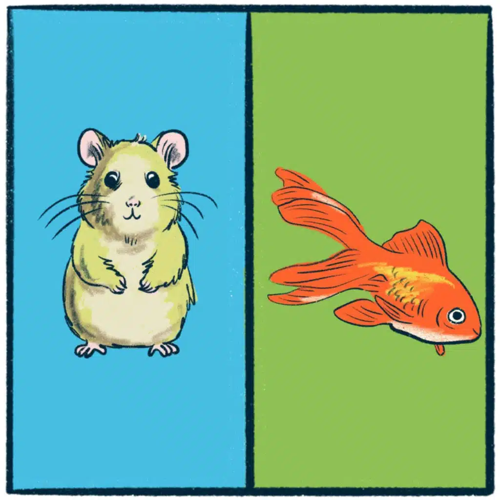 Hamsters vs. Goldfish: an adorable debate