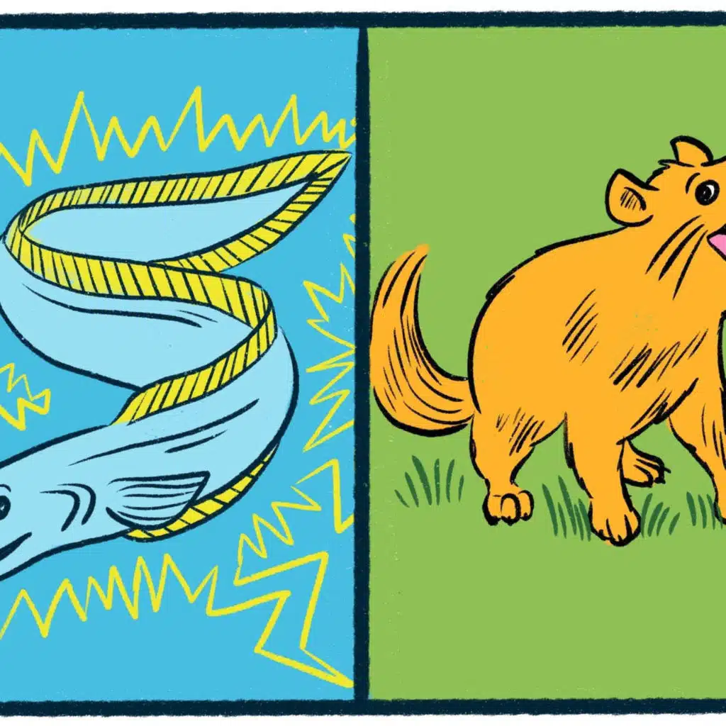 Electric Eels vs. Tasmanian Devils: A nocturnal debate