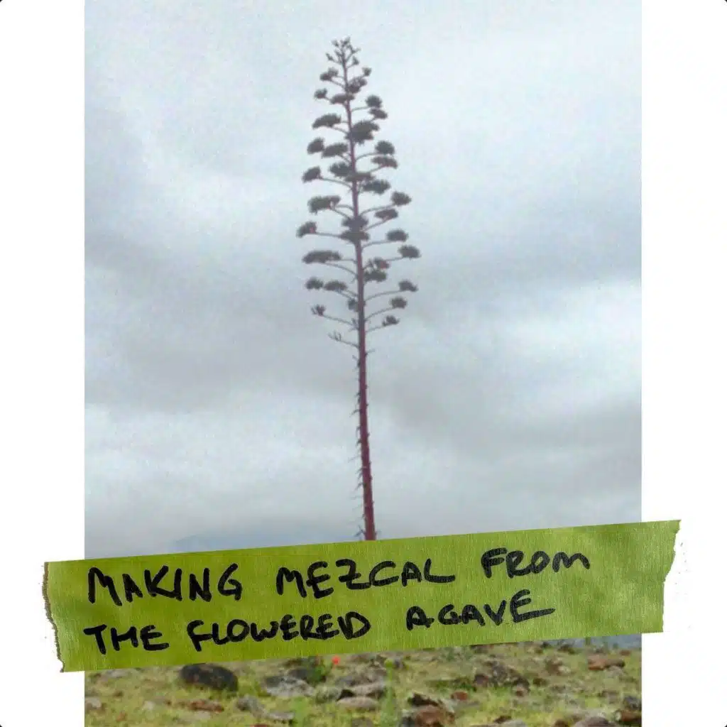 Making Mezcal from the flowering agave