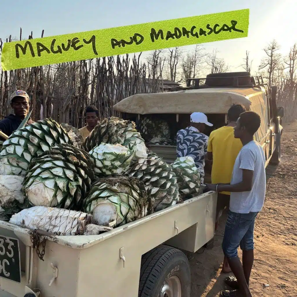 Maguey and Madagascar