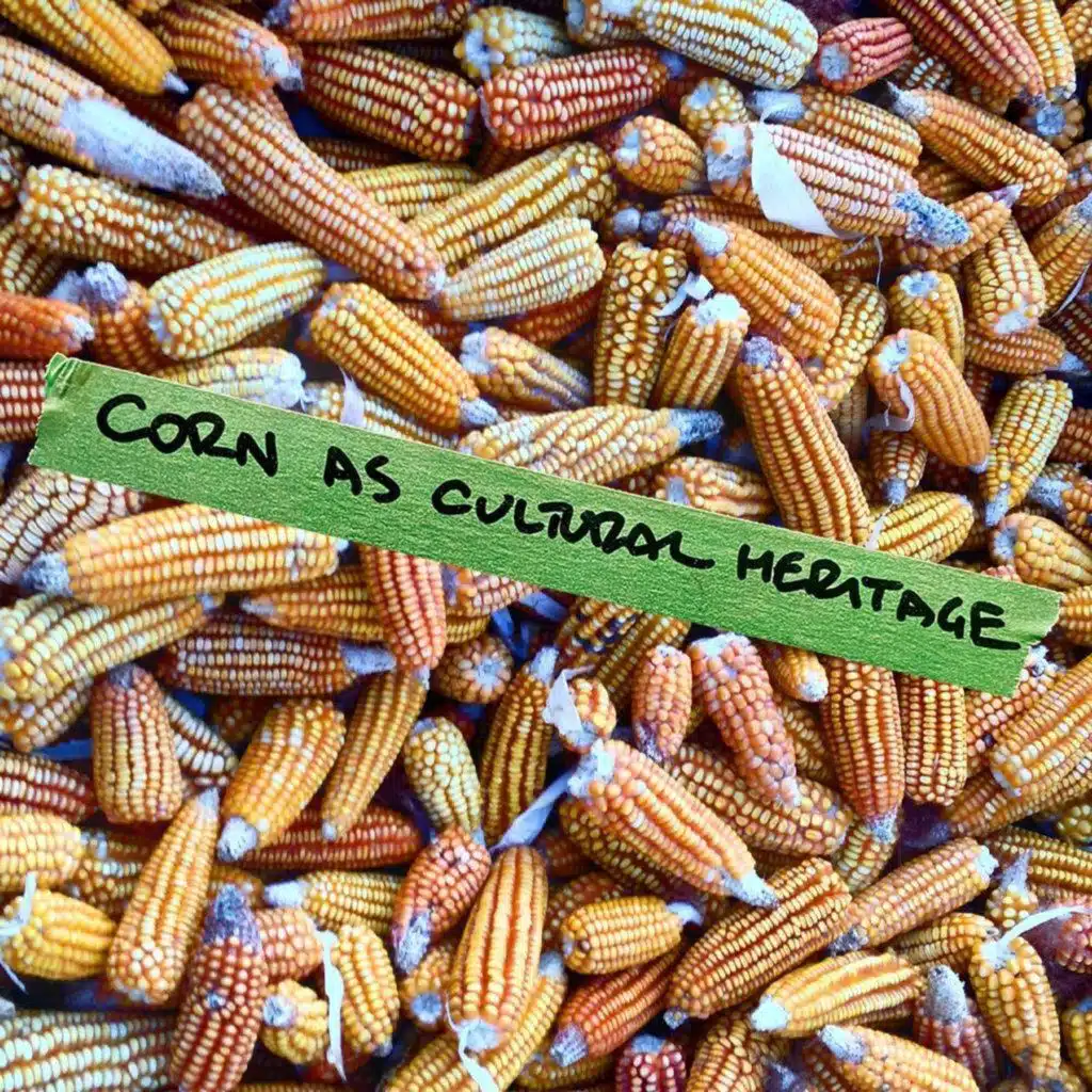 Corn as cultural heritage