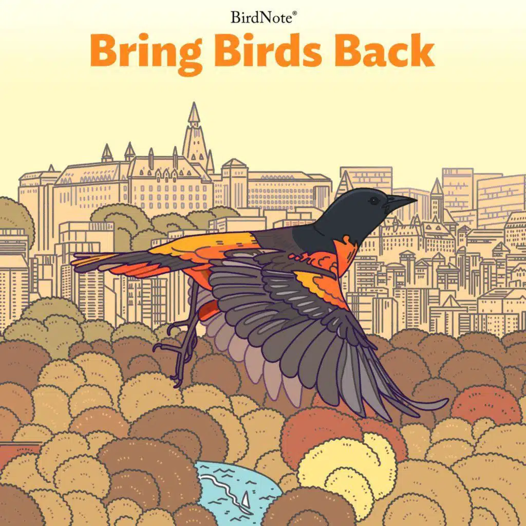 Bring Birds Back Season 6