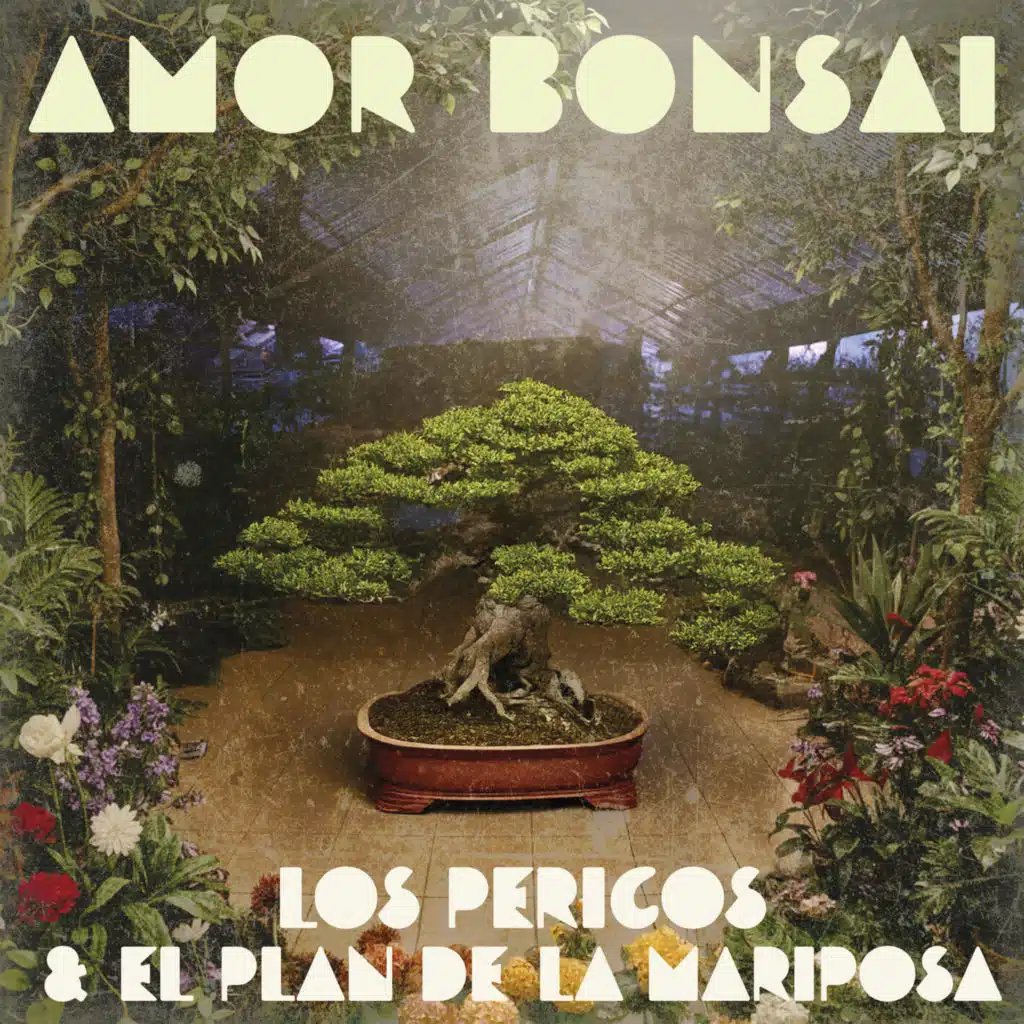 Amor Bonsai