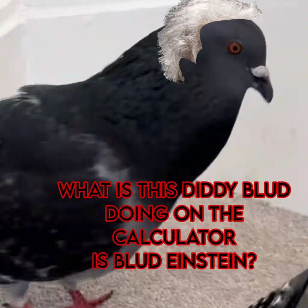 WHAT IS THIS DIDDY BLUD DOING ON THE CALCULATOR IS BLUD EINSTEIN? (feat. MajorKooper & DJ Melly Meta)