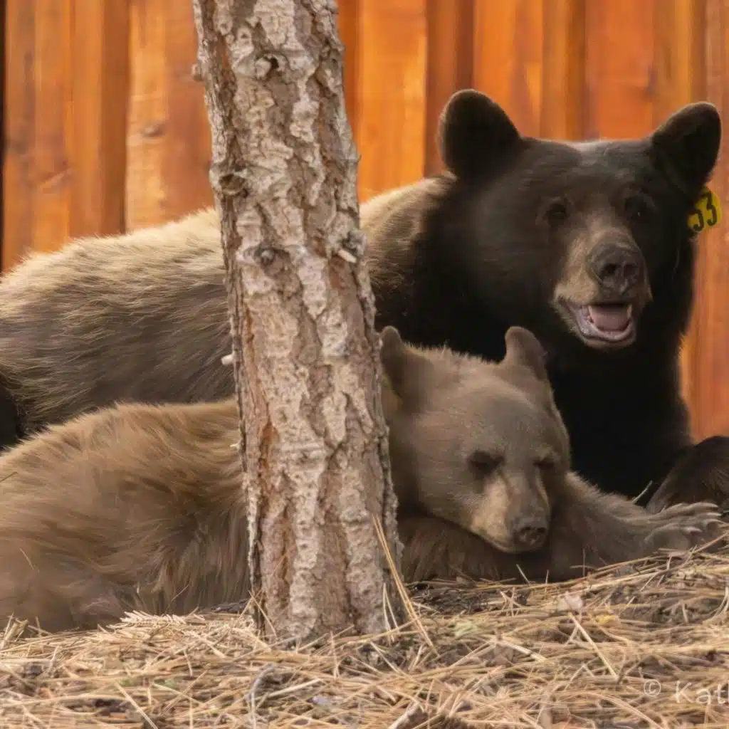 Advocates Fight To Save Mother Bear And Cub In Lake Tahoe