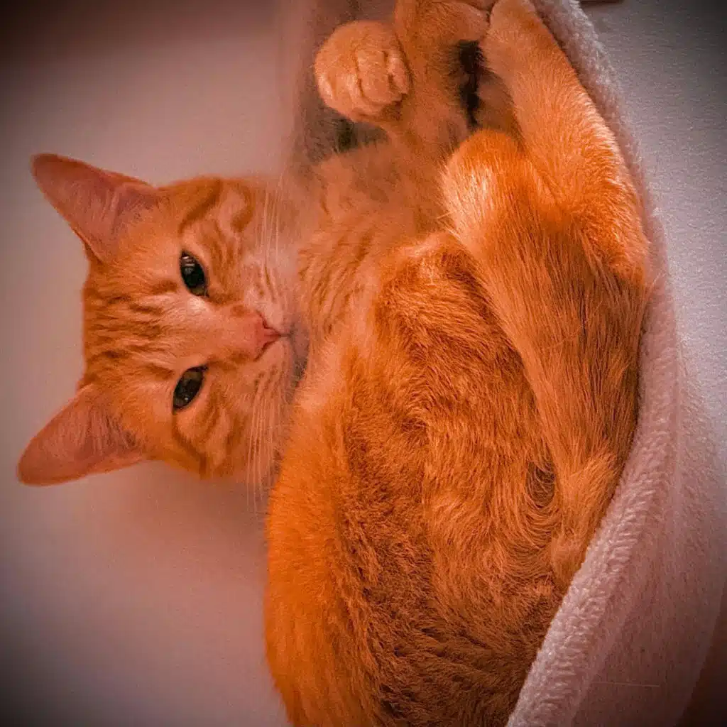 Hobbes