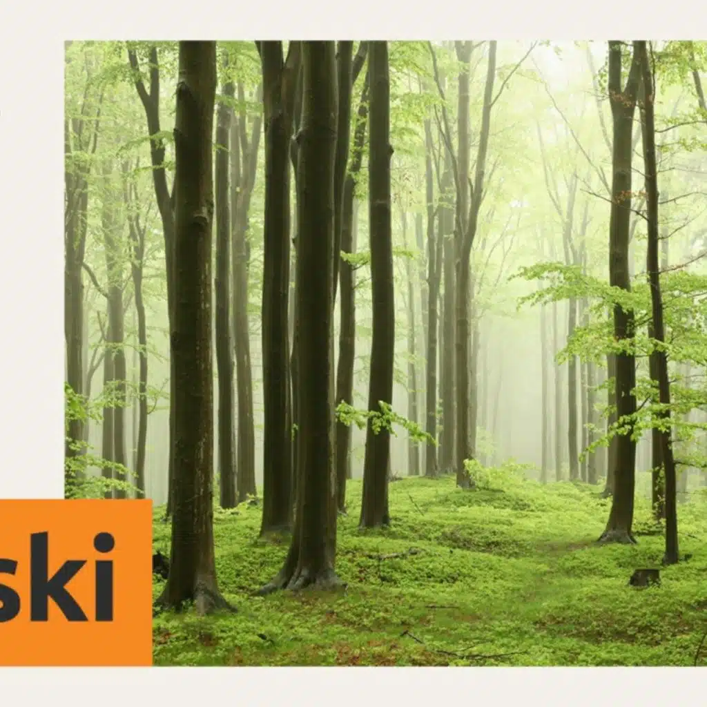 Wiadomości 24 listopada SBS News Flash