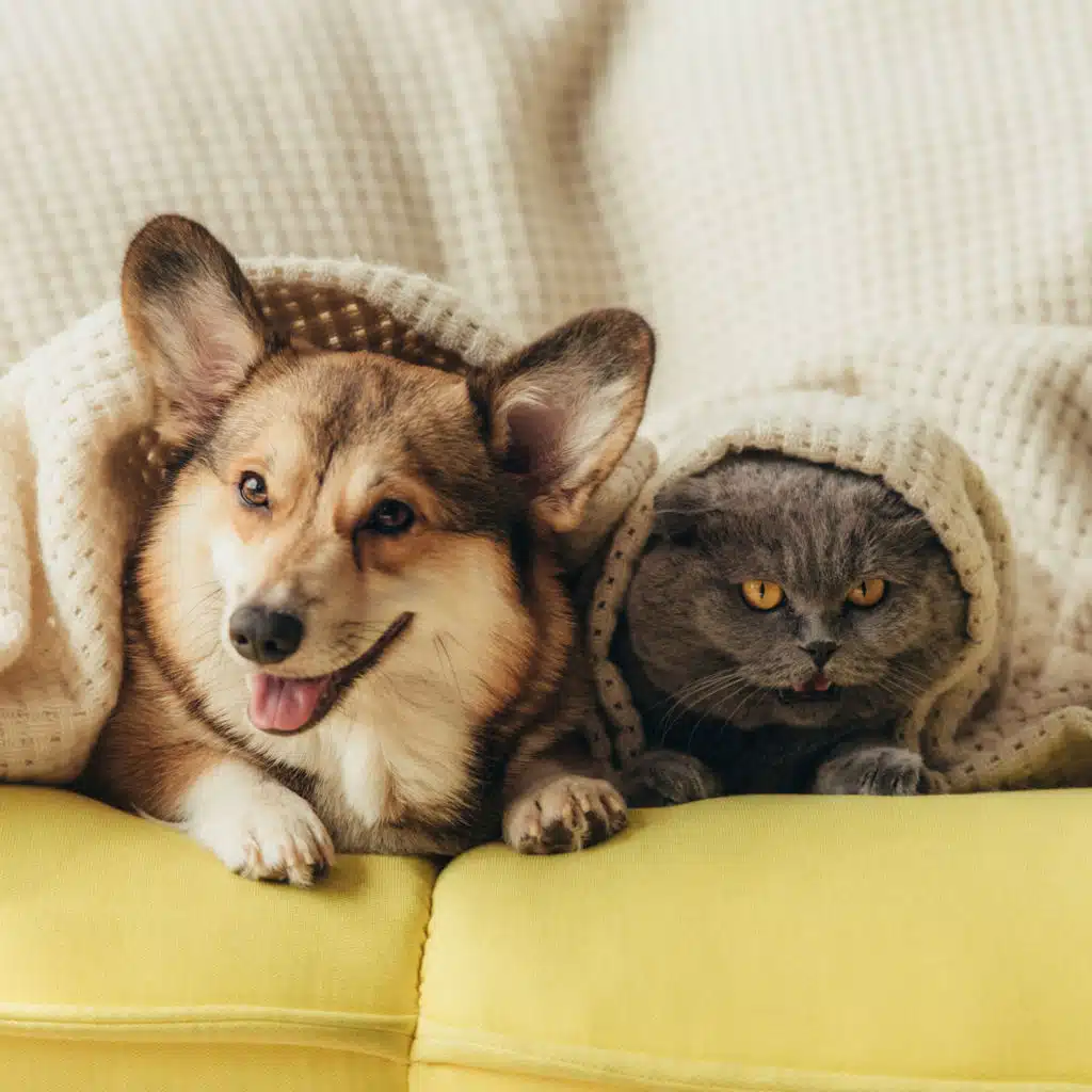 Pets' Retreat: Comforting Piano
