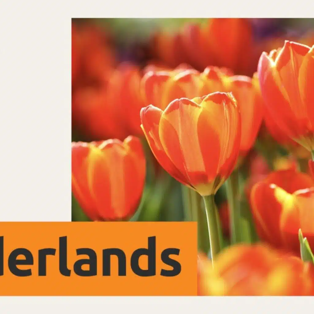 SBS Nieuwsflits: het nieuws van woensdag 26 november 2025