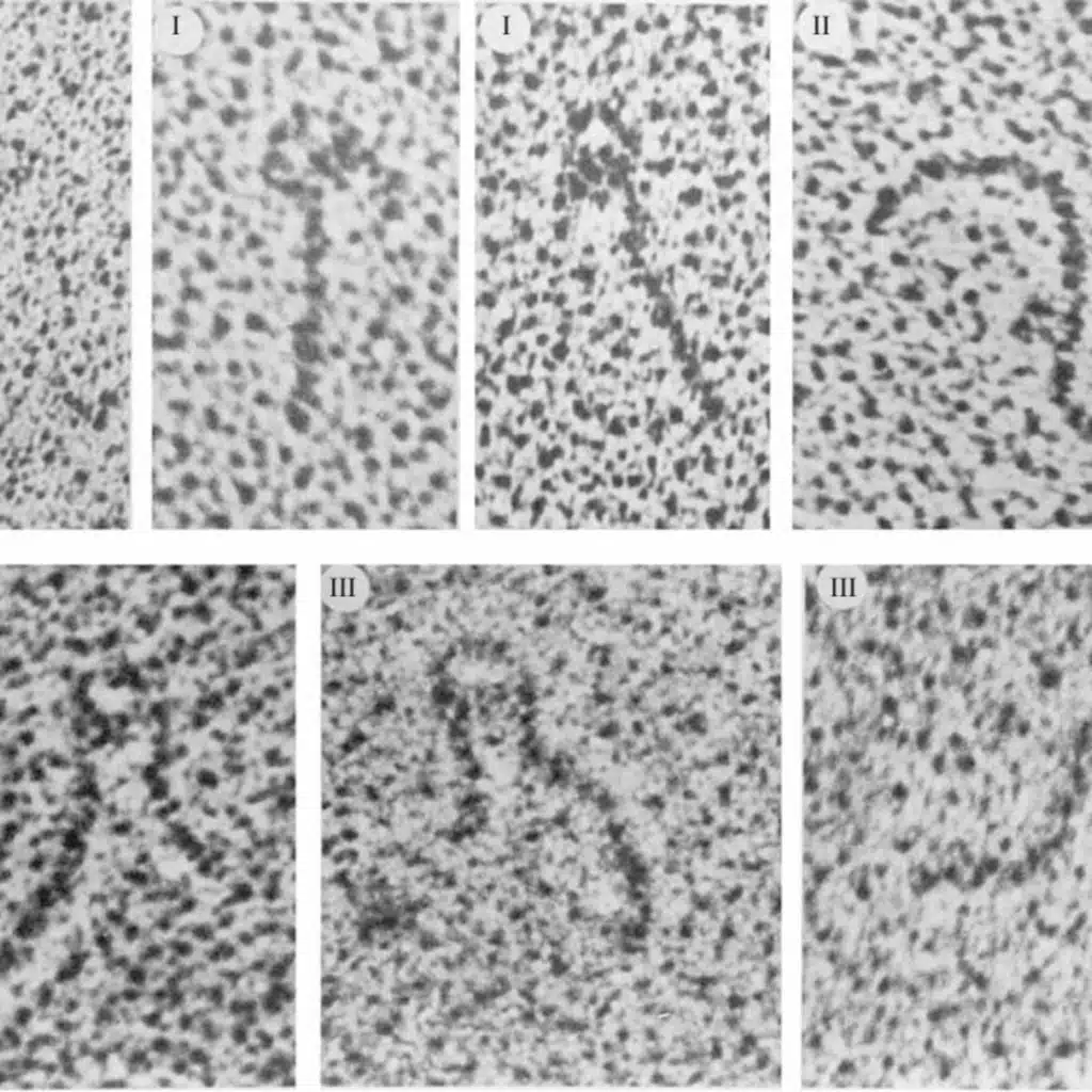  DNA–Protein Interactions in Bacteria(CMB part 7)