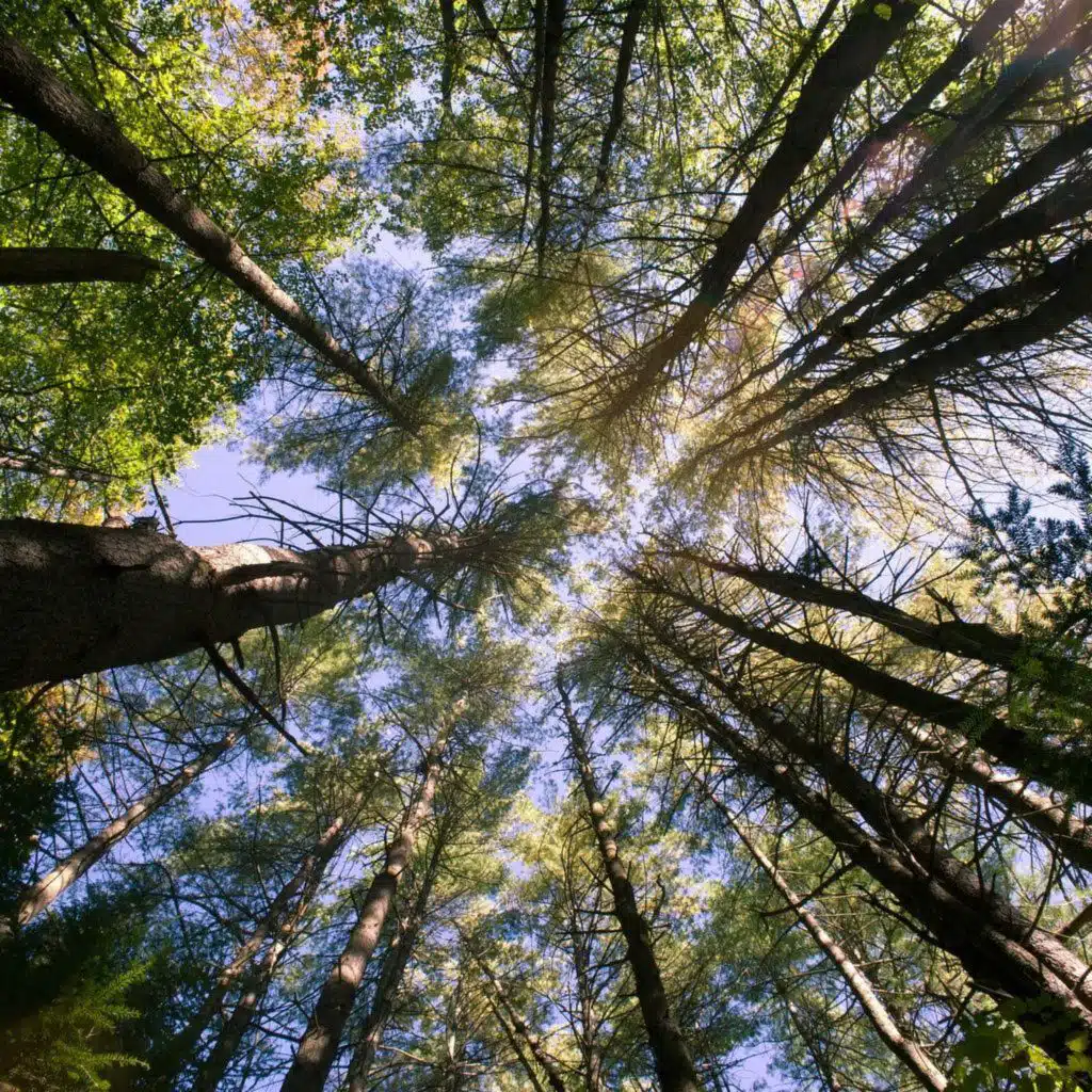 The Buried Bodies Case