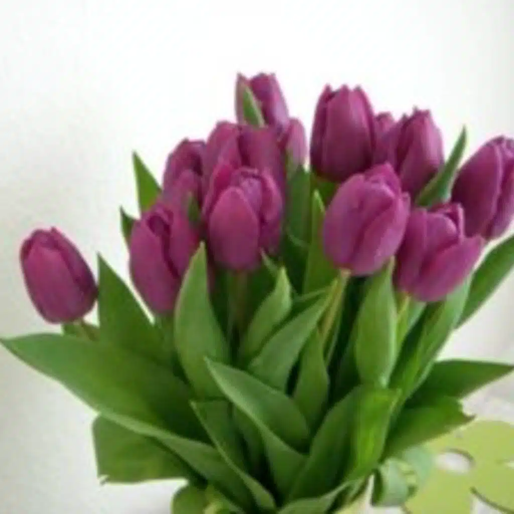 SG #115: Redewendungen