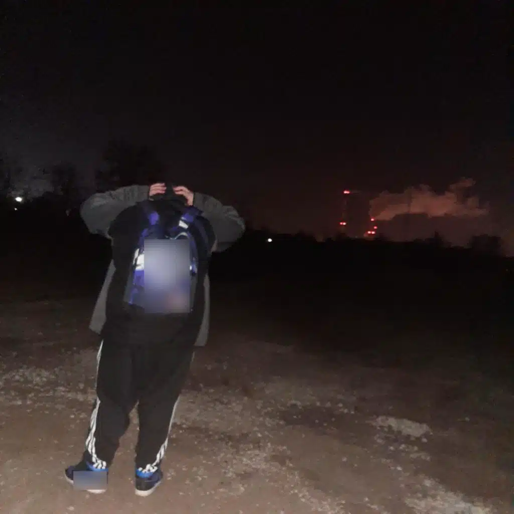 Mlody Sosna