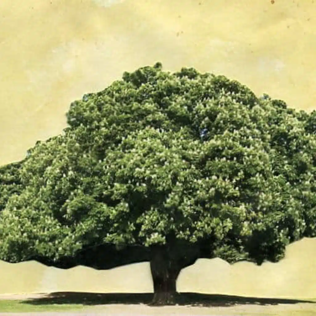 07-The Spreading Tree