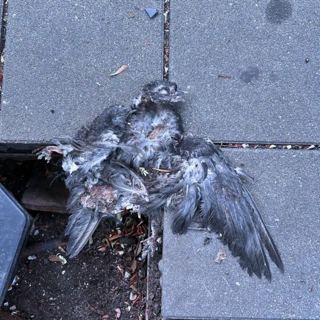 Smashed Pigeon: Act I