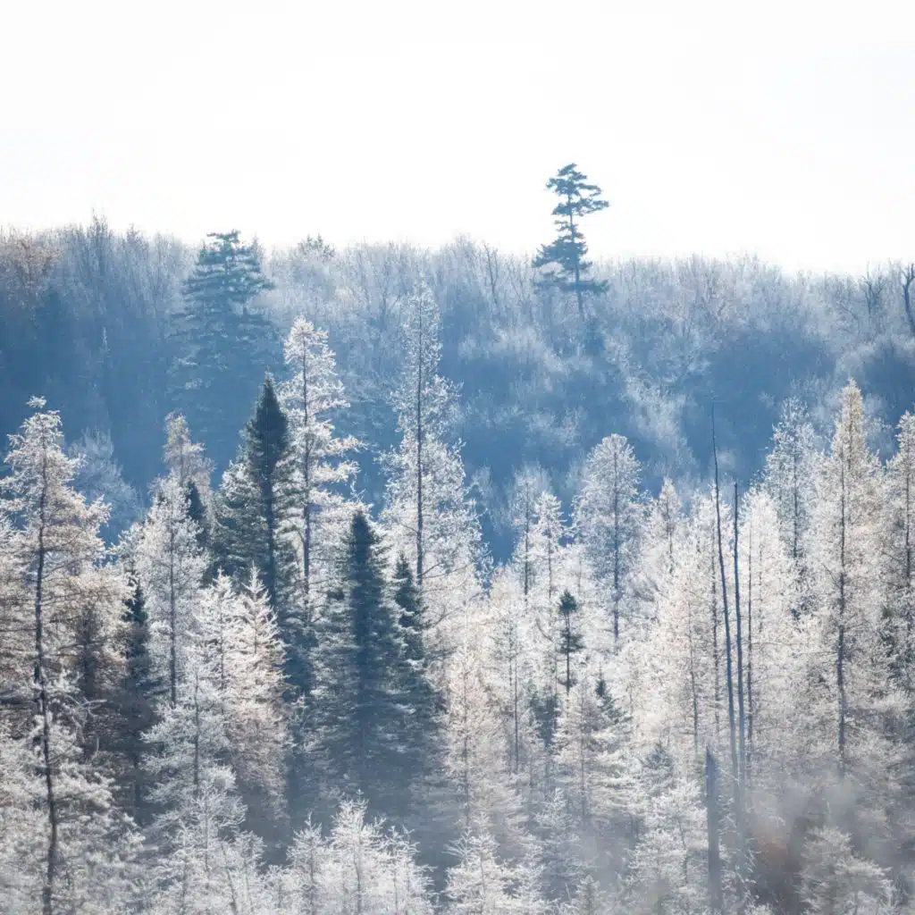 here's a toast (feat. neek)