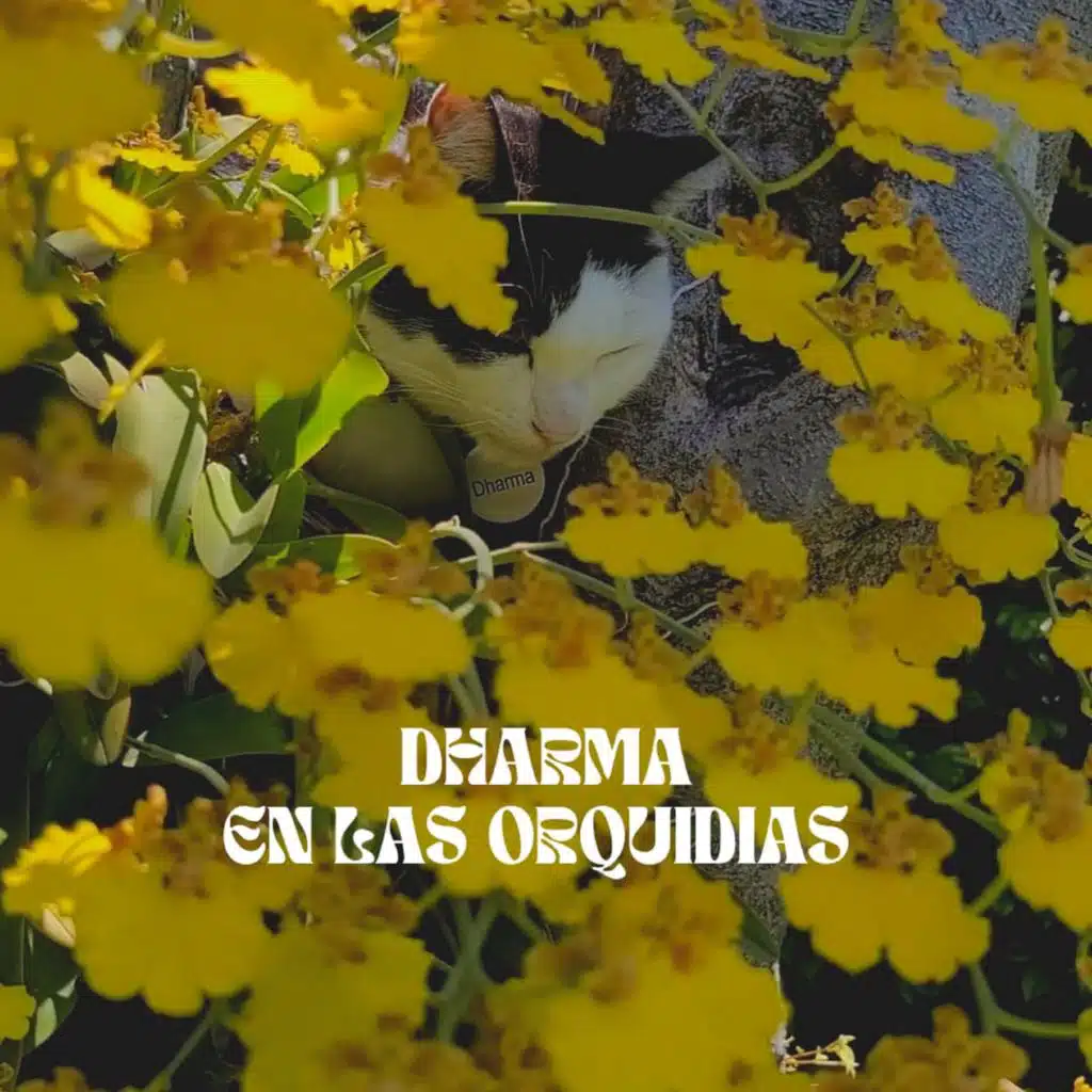 Dharma En Las Orquídeas