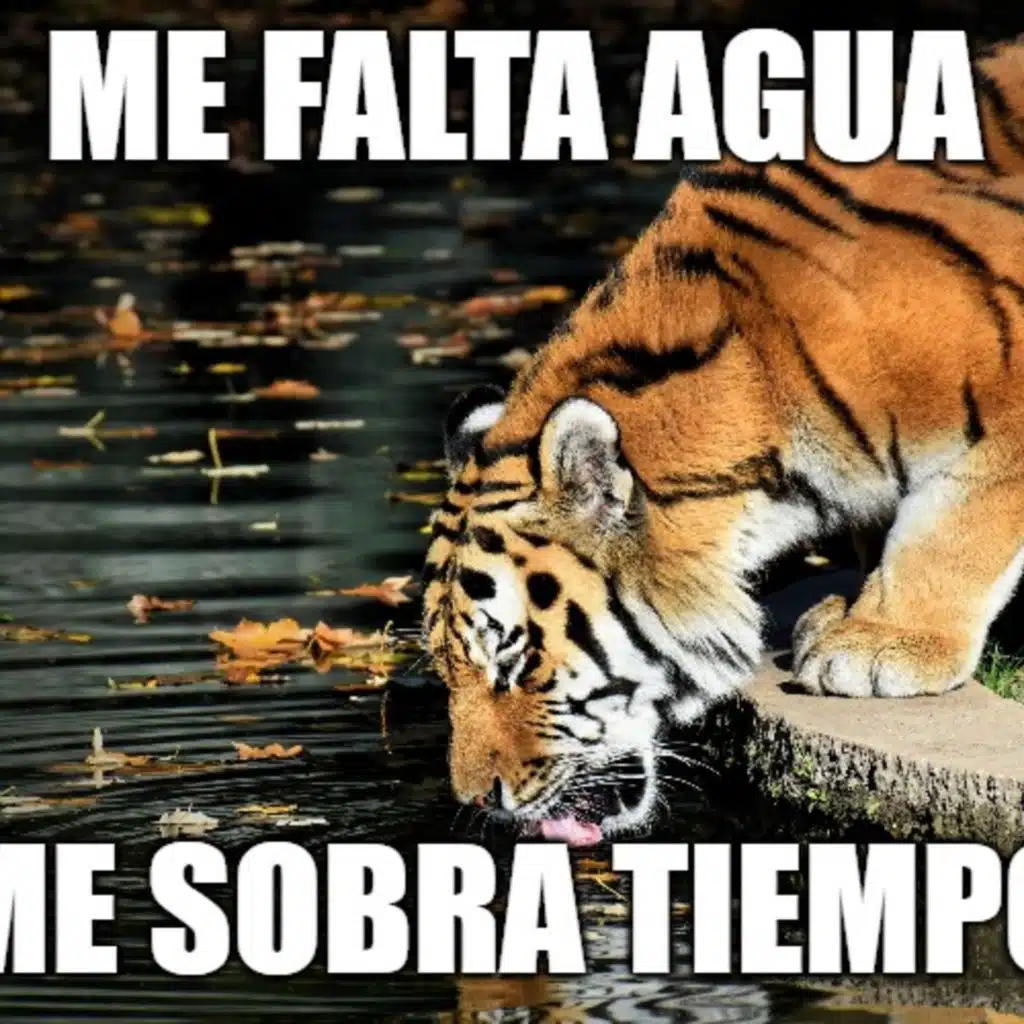 44 Beginners Verbs like Gustar