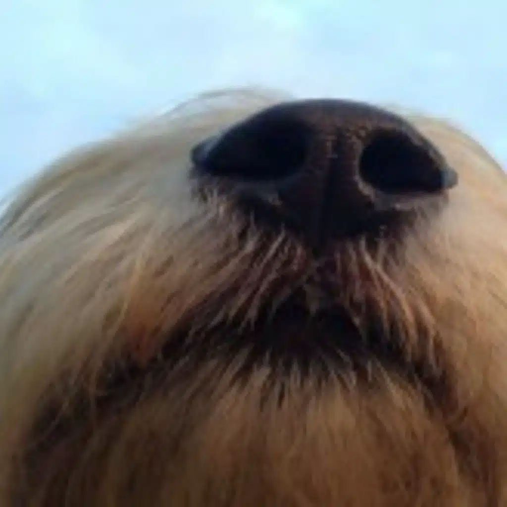 Beginners Spanish Podcast 22 – Spanish Pronunciation – The Nose Rule