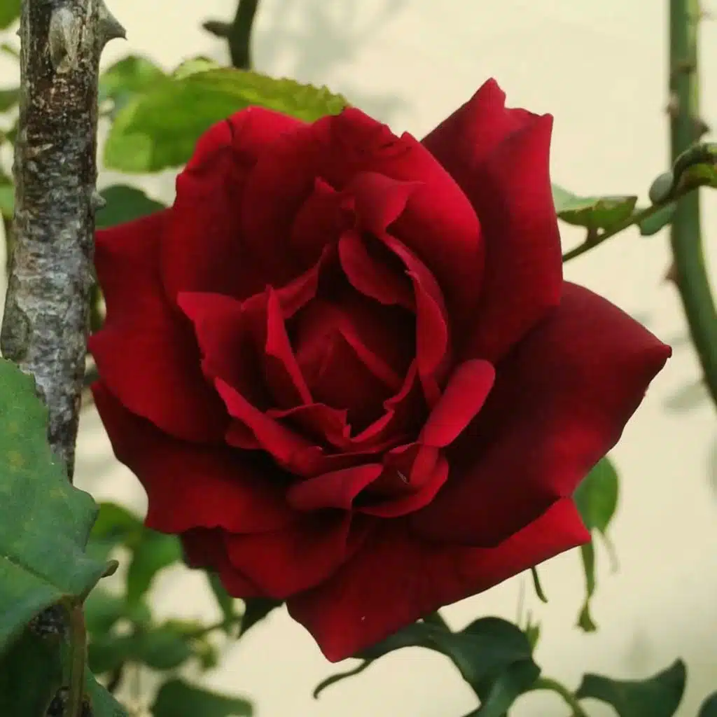 Roses in May (Instrumental)