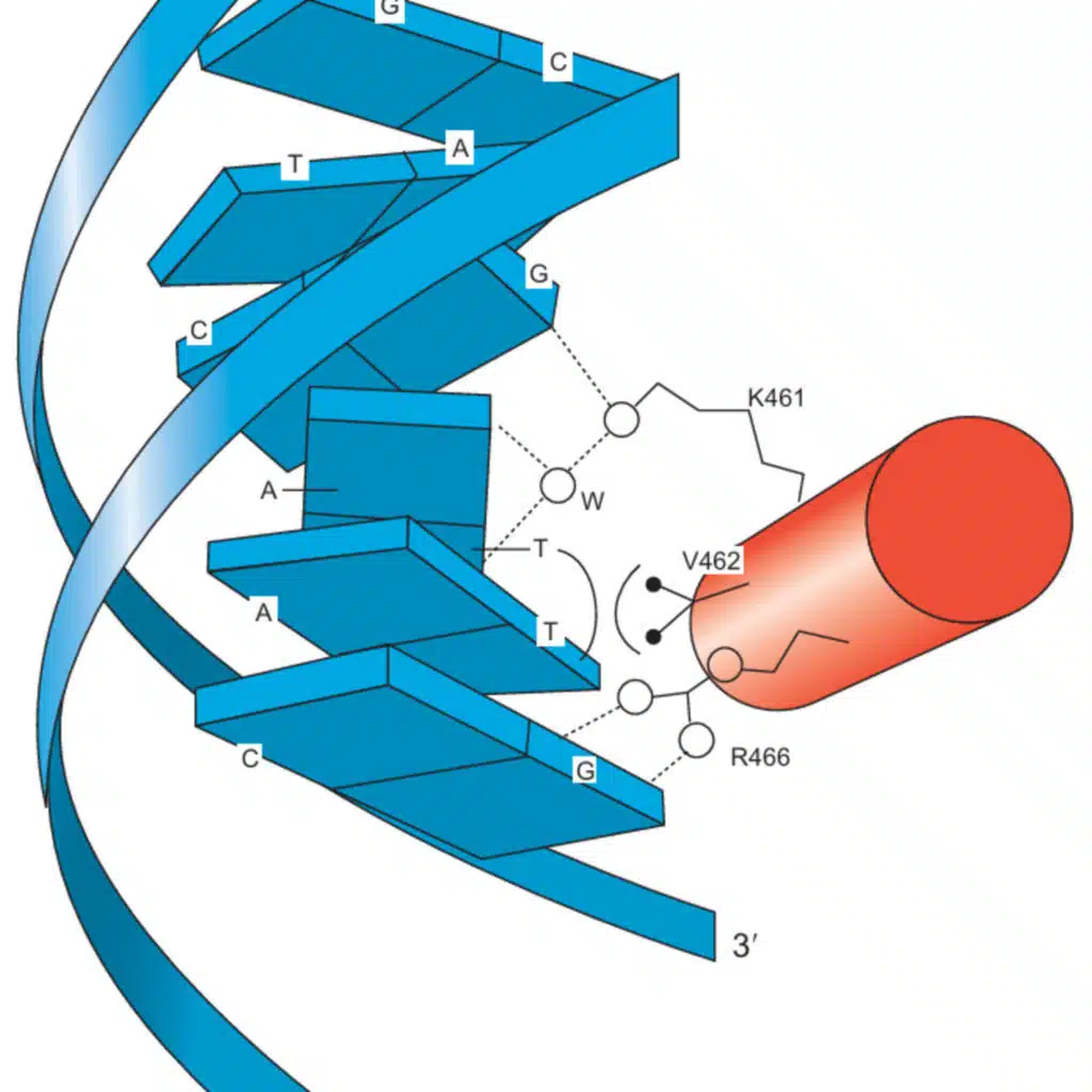 Transcription Activators in Eukaryotes( CMB part 10)