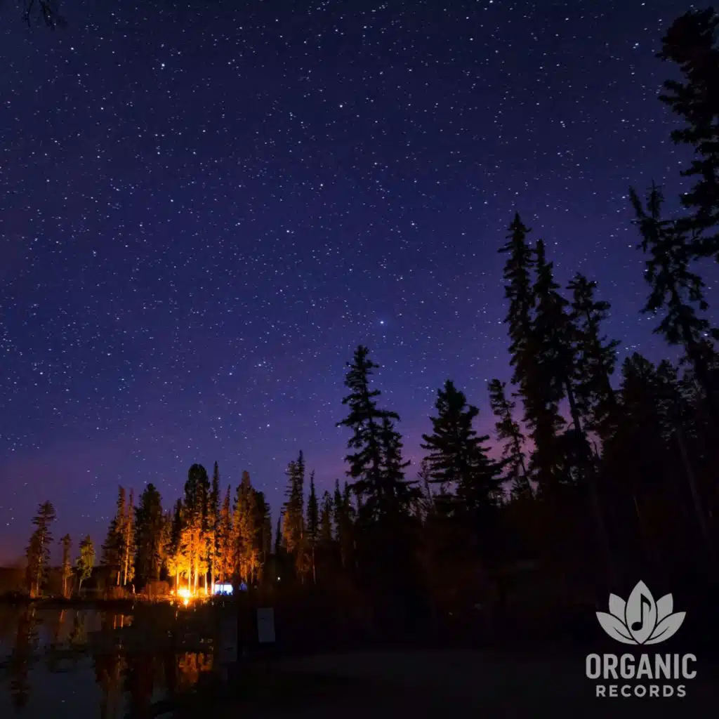 Relaxing Nighttime Forest Sounds for Calm