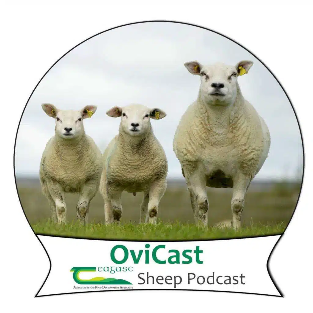 OVICAST