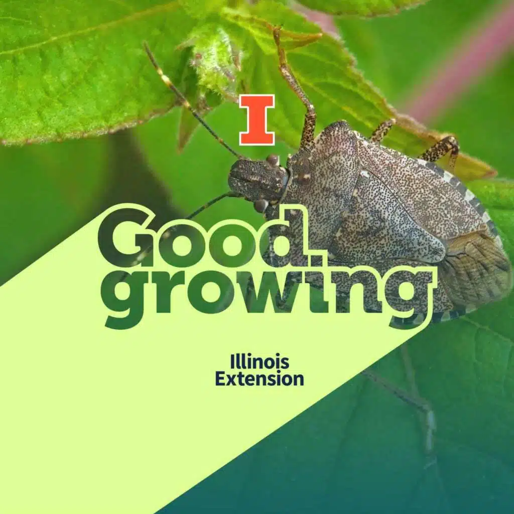 Ep. 227 Stink Bugs, Lady Beetles & Boxelder Invasions: Fall’s Uninvited Houseguests | #GoodGrowing
