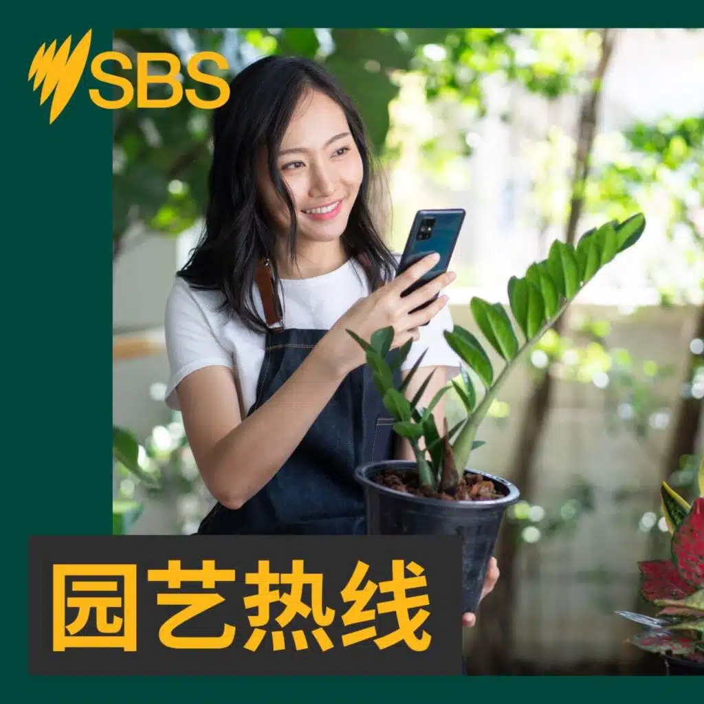 【园艺热线】丝瓜种植指南：繁殖方法和移栽定植