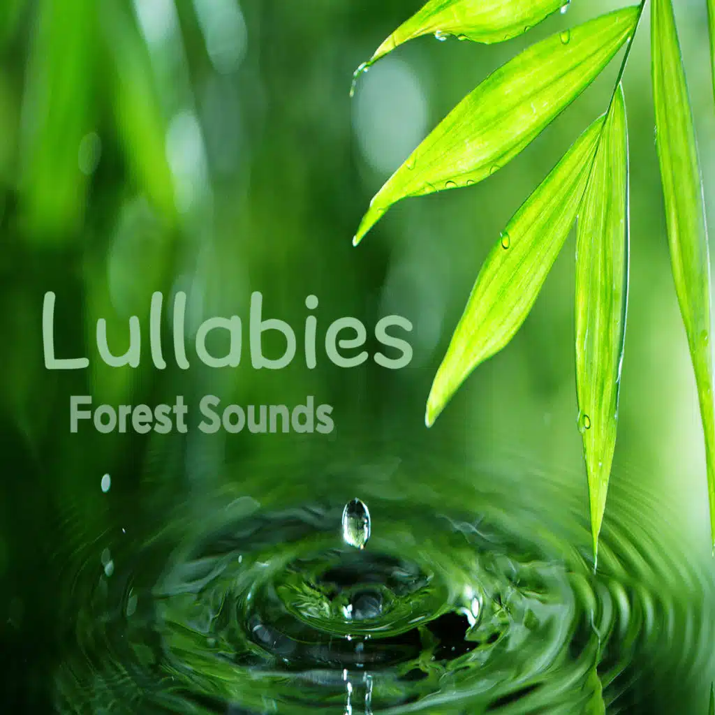 숲속의 꿈 (새소리+빗소리)