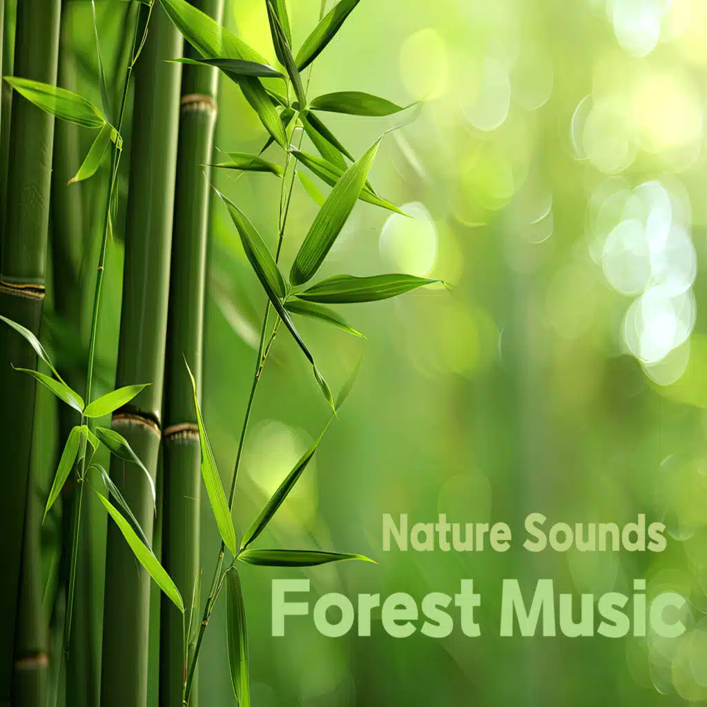 집중력 향상에 좋은 숲속의 힐링 음악