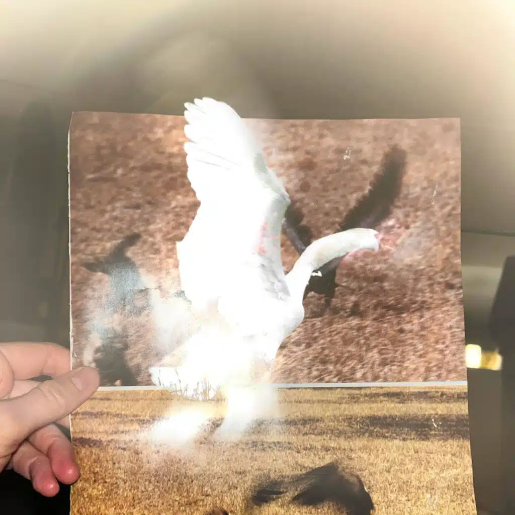 Petswan (Carolina Miragaia Remix)