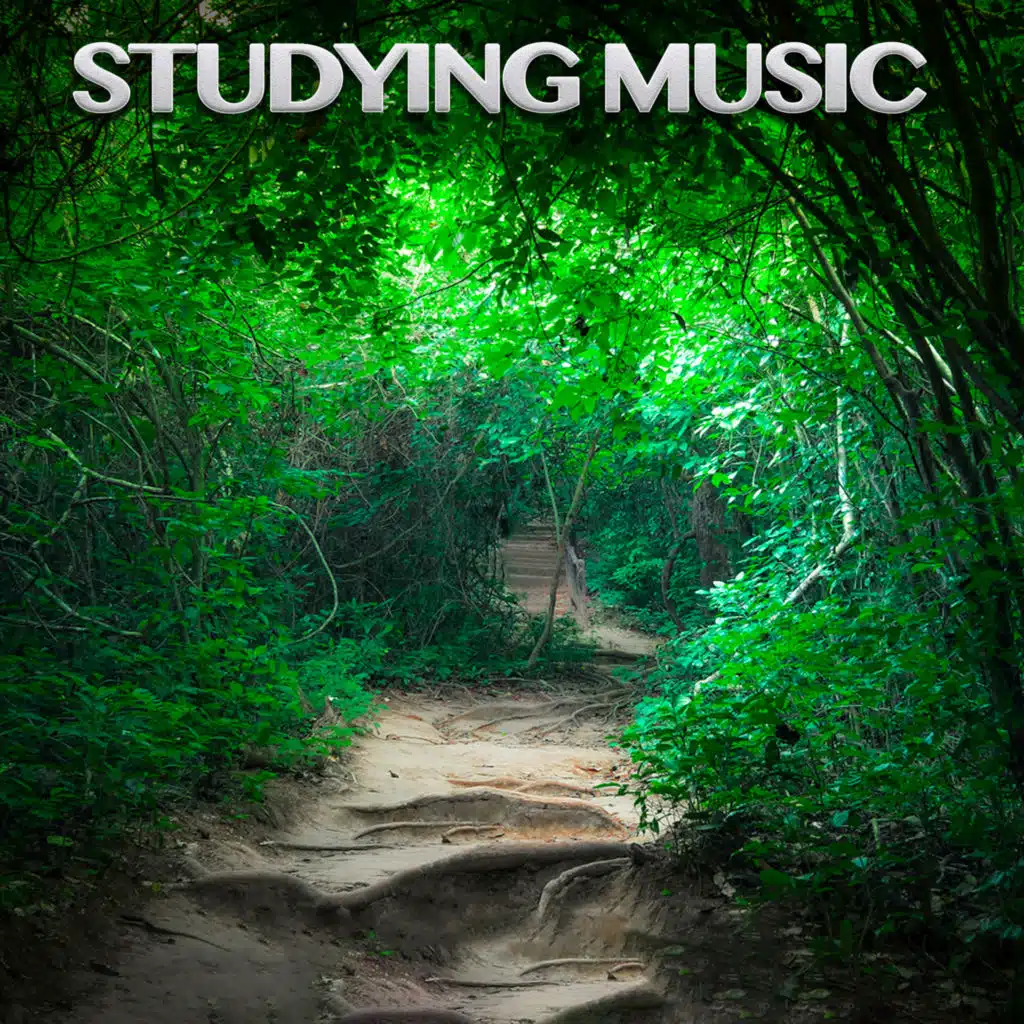 Bird Sounds For Focus and Concentration