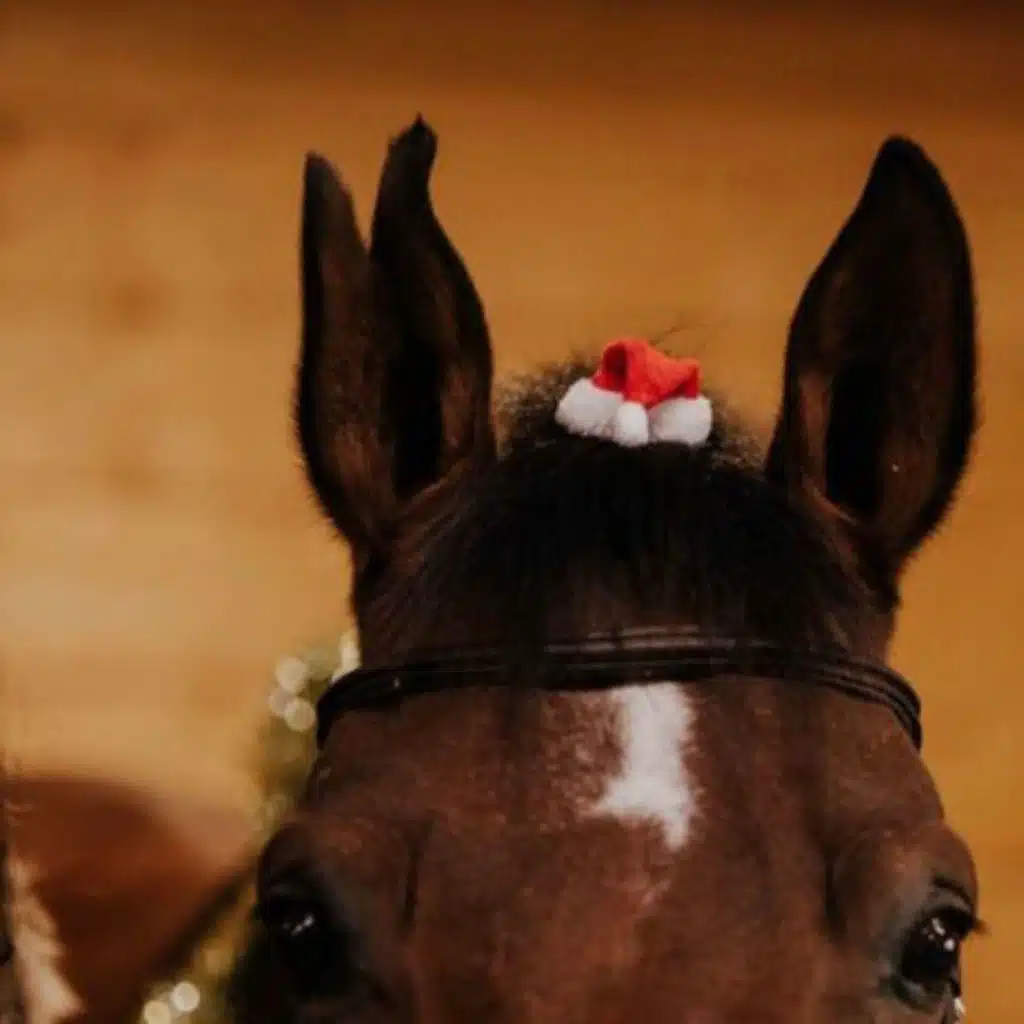 Horses Keep Us Going