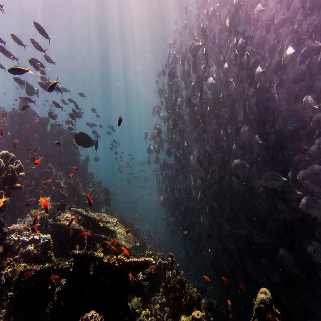 Remora (Withered Version)