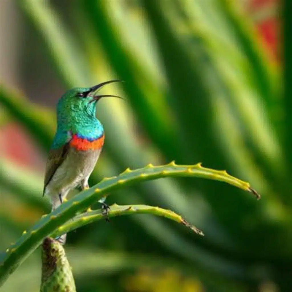 Night Jungle Birds & Crickets - 10 Hours Sleep Sound