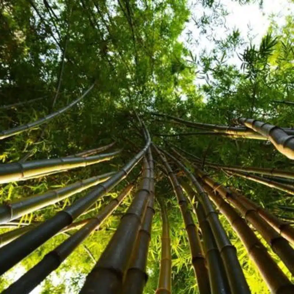 Windy Bamboo Field - 10 Hours Sleep Sound