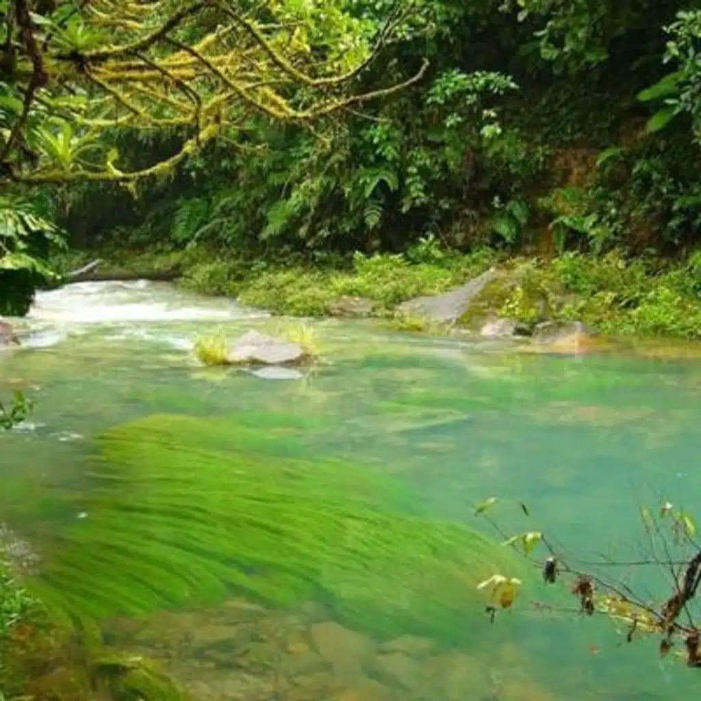 Calm Jungle Stream - 10 Hours Sleep Sound