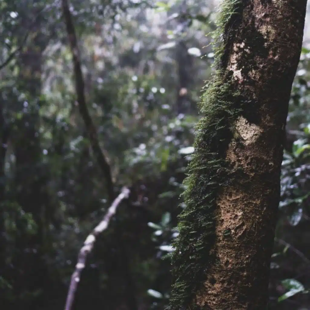 Windy Tree Rain Rain Sleep Sound -10 Hours Sleep Sound