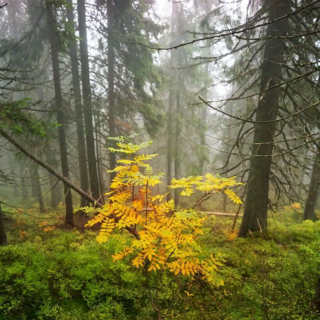 Autumn Forest Rain - 10 Hours Sleep Sound