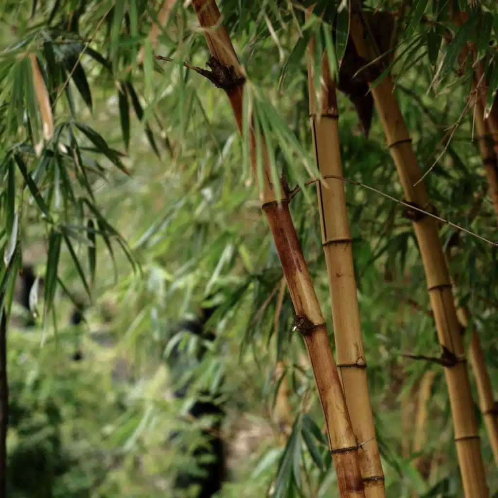 Windy Bamboo Forest - 10 Hours Sleep Sound